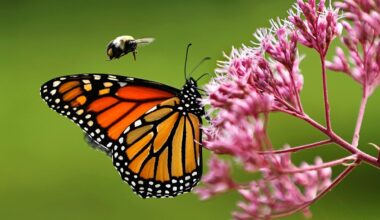 Monarch butterflies face a 3,000km migration. Can they survive with dwindling nectar supplies?