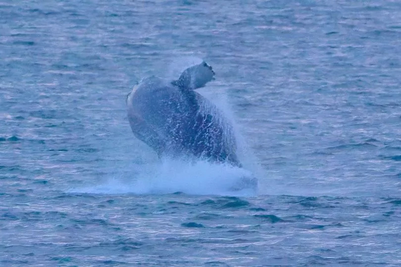 Former Edinburgh railway engineer captures mesmerising whale breaching in Forth