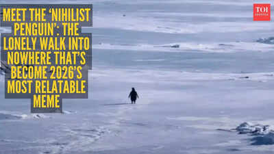 Explained: Why is a penguin’s 'death march' going viral? Know the meaning behind 'Nihilist Penguin' meme