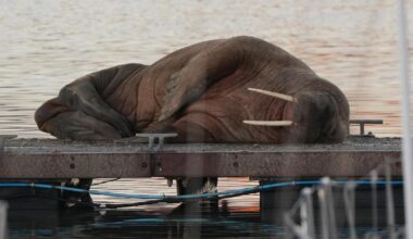 Wandering walrus Thor spotted in Scarborough harbour - 2022