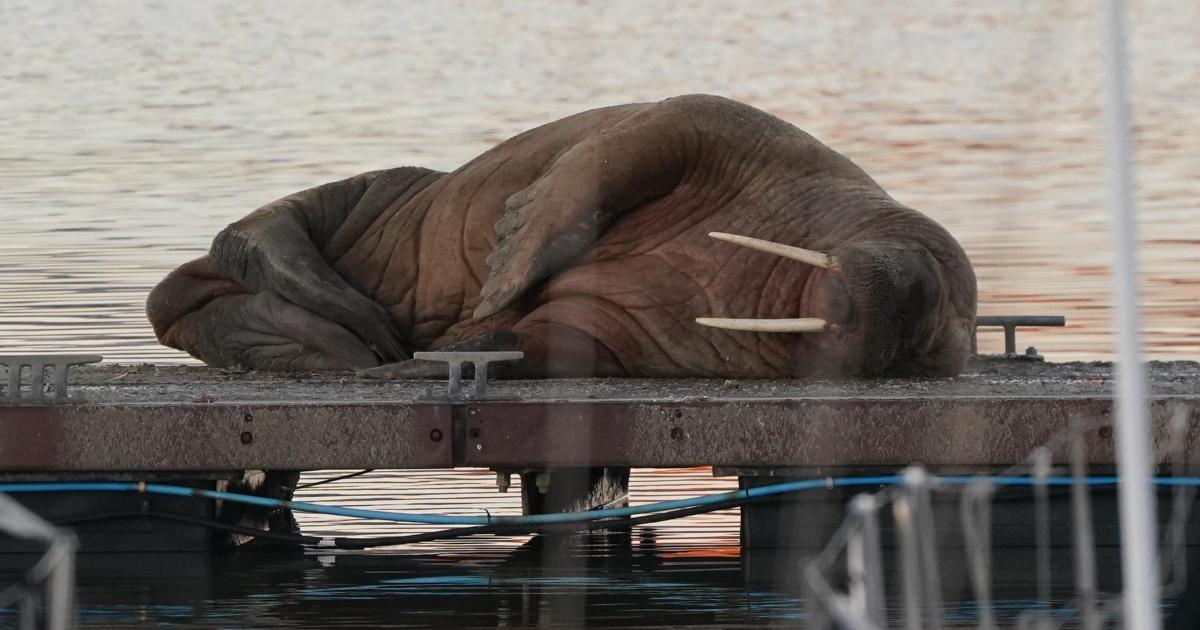 Wandering walrus Thor spotted in Scarborough harbour - 2022