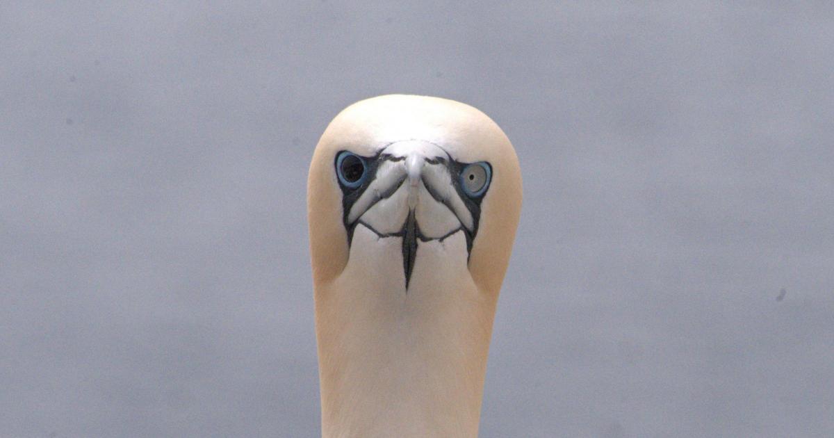 Gannet chick hunt petition becomes one of Holyrood’s most signed ever