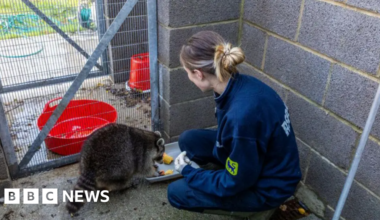 Cornwall raccoon and Devon seals make RSPCA's top 2025 rescues