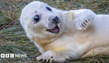 A white seal pup is laying down on grass with its eyes wide open as well as its mouth. It has one paw in the air and is pulling a surprised expression.