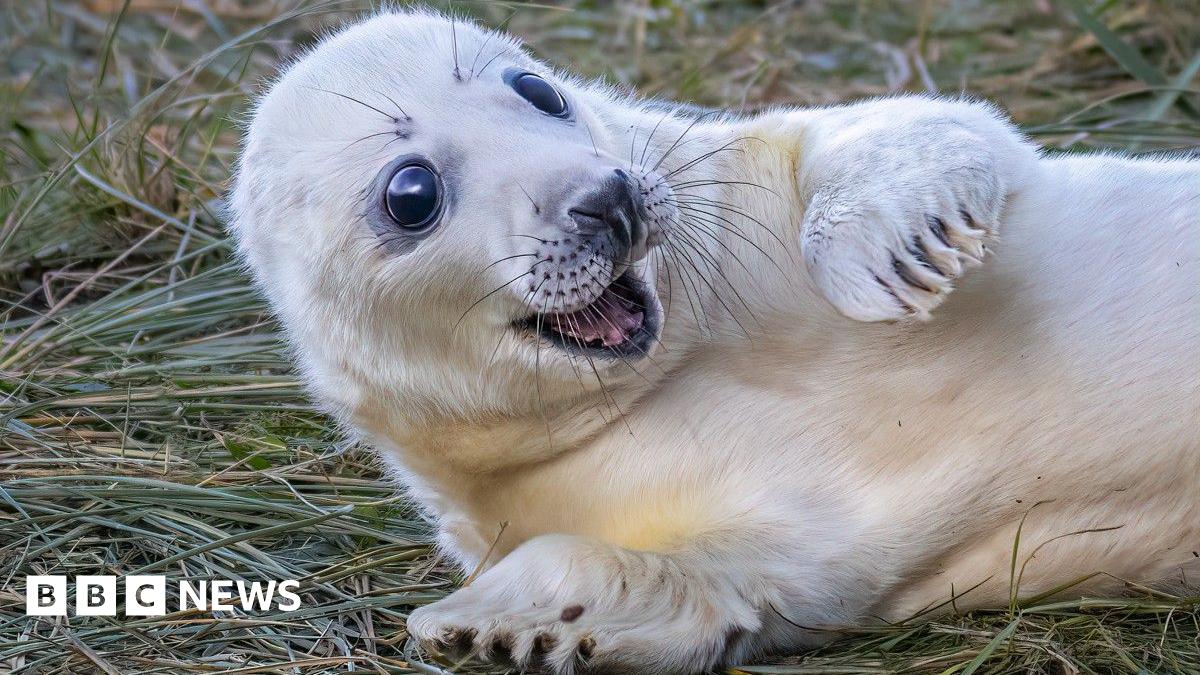 A white seal pup is laying down on grass with its eyes wide open as well as its mouth. It has one paw in the air and is pulling a surprised expression.