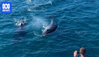 Unique 'mugging' behaviour attracts intrigued whale watchers to Queensland hotspot