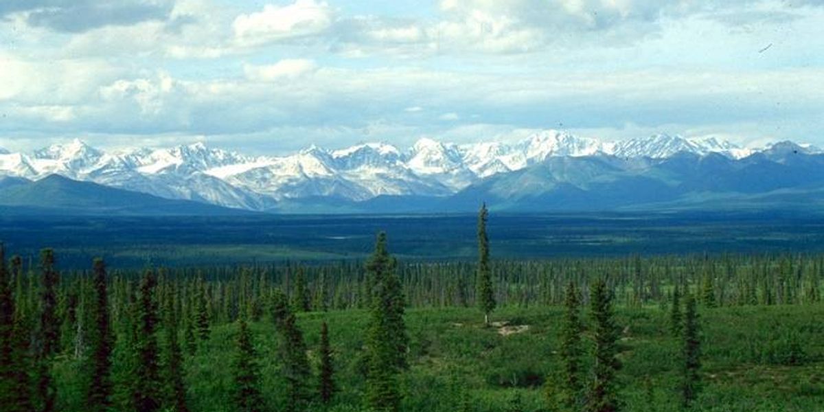 Opinion | How You Can Help Save Boreal Forests in 2026