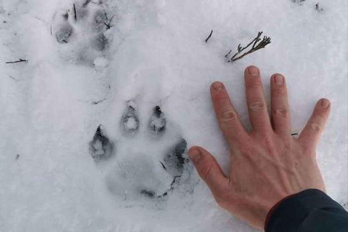 Paw prints found at Rhiwlas, near Bangor, in January 2021