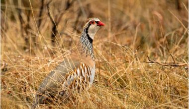 Scottish Cabinet Secretary commits to further research on gamebird releases – Raptor Persecution UK