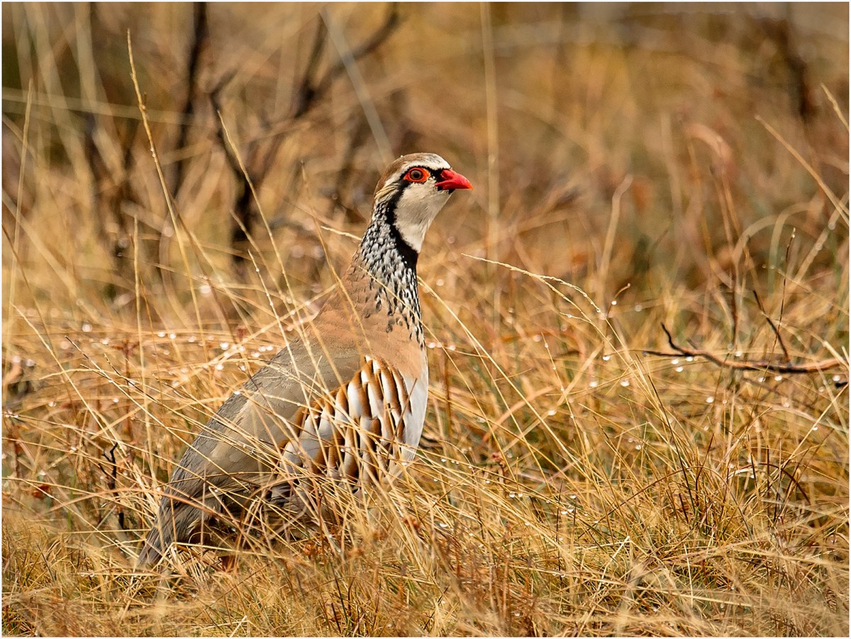 Scottish Cabinet Secretary commits to further research on gamebird releases – Raptor Persecution UK