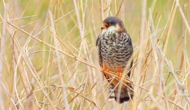 How India's Nagaland became the 'falcon capital of the world'