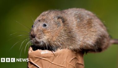 A water vole sits on a log in a river. It is brown and furry with long whiskers and small black eyes.