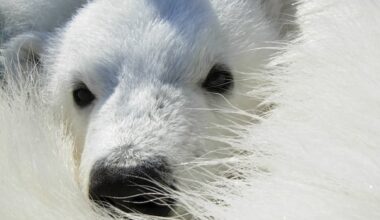 Arctic communities testing new 'bear-dar' to detect wildlife threats