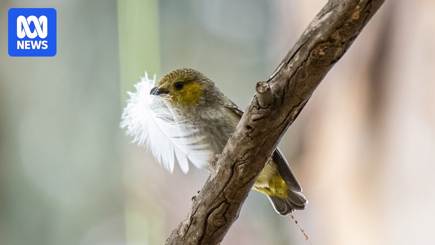 Scientists, landowners working on Tasmania's Bruny Island to help forty-spotted pardalote species