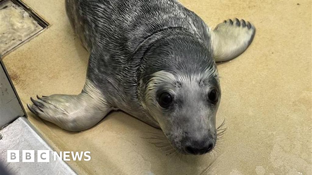 Why a RSPCA Sussex rescue centre is taking in more and more wild seals
