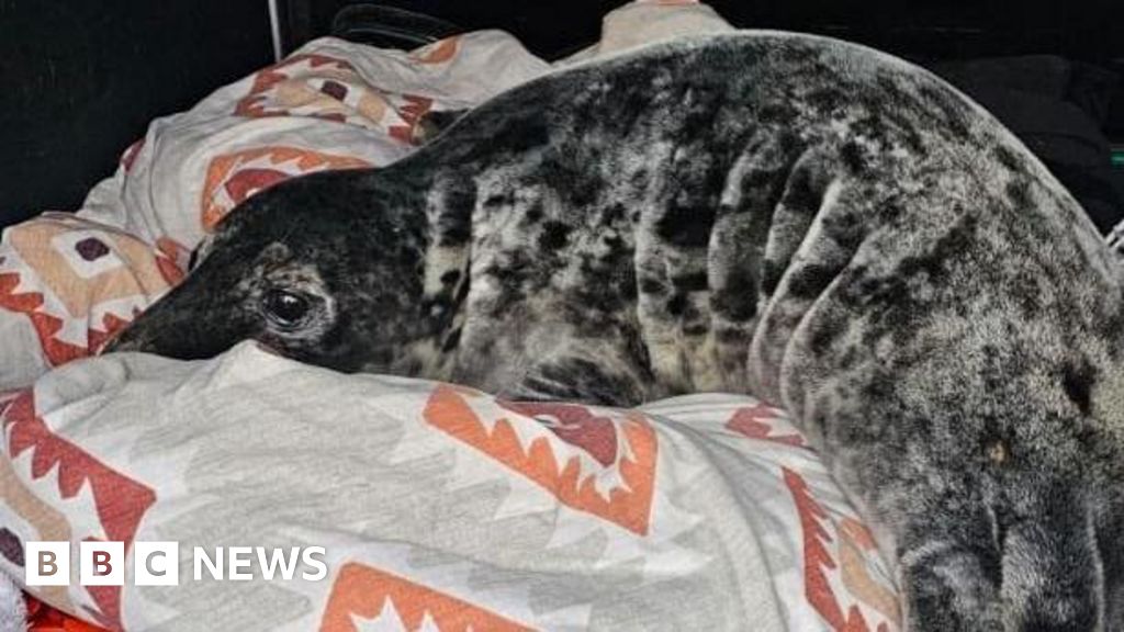 Year ends with GSPCA's third seal pup rescue of December
