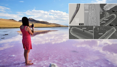 Scientists have found this never-before-seen animal living in the United States