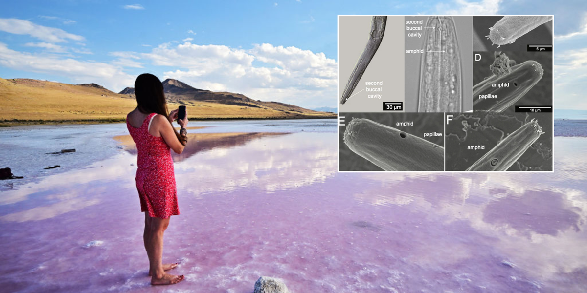 Scientists have found this never-before-seen animal living in the United States