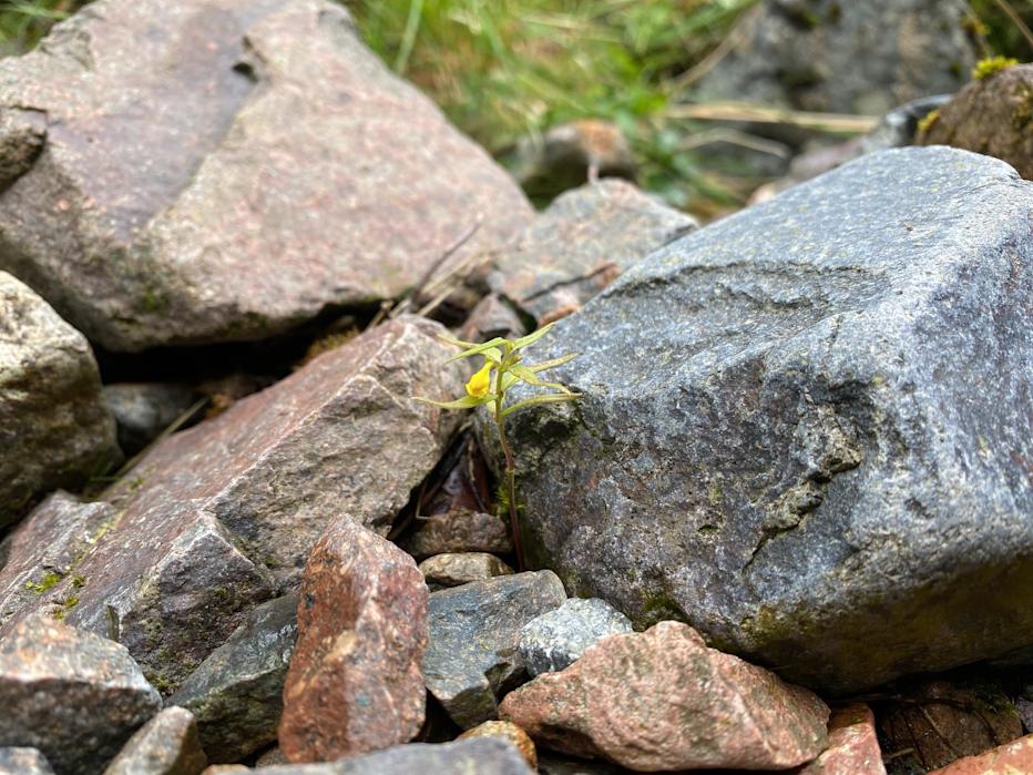 Small cow-wheat, Glencoe by Jim Mcintosh