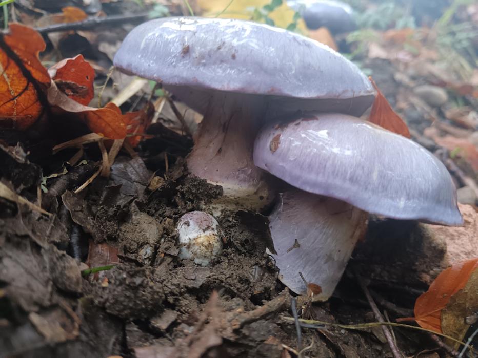 Cortinarius eucaeruleus fungus, Killiecrankie by Ruth Alexander