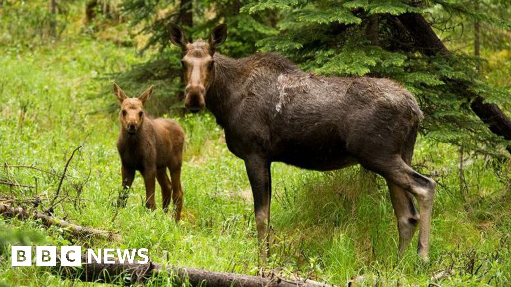 Project aiming to return elk to UK moves forward