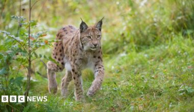 A lynx gazes straight ahead as it prowls through a forest floor. The lynx has distinctive tufts at the end of its ear and is beige in colour with black spots.