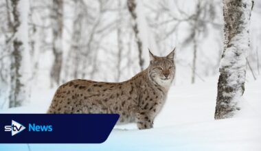 Lynx in Scotland: Public invited to have their say on reintroduction of species to Highlands