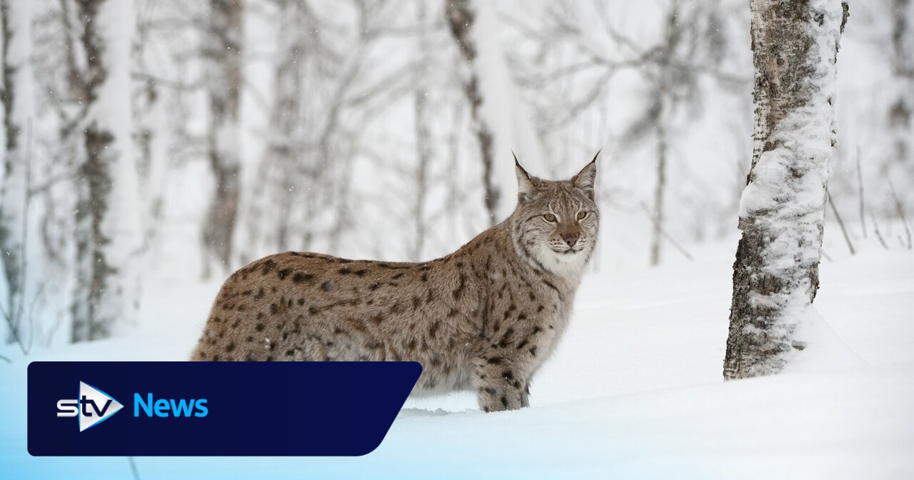 Lynx in Scotland: Public invited to have their say on reintroduction of species to Highlands