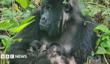 The mountain gorilla Mafuko holds her twins as she sits in a forest with greens leaves seen surrounding her.