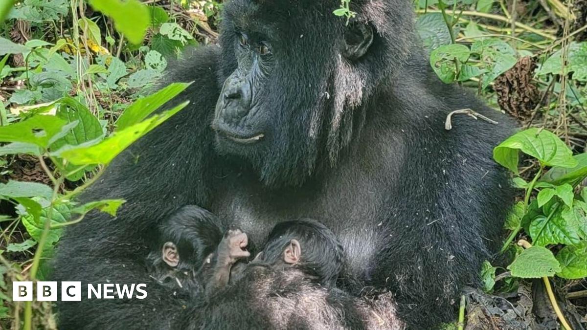The mountain gorilla Mafuko holds her twins as she sits in a forest with greens leaves seen surrounding her.