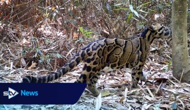 Psychedelic spiders, wild tulips and funky fish: species to watch in 2026