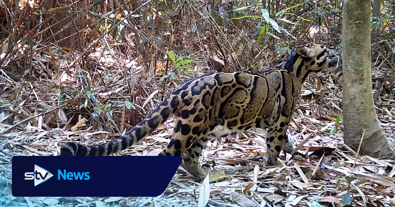 Psychedelic spiders, wild tulips and funky fish: species to watch in 2026