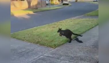 Woman In Awe Of Hopping Wallaby Suddenly Sees A Baby Fall Out Of Her Pouch