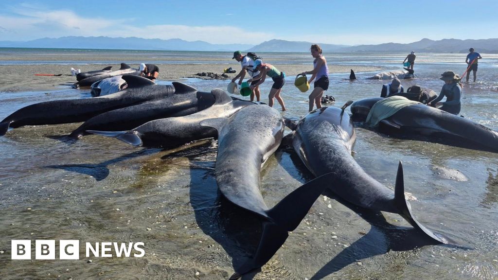 Six whales die after mass stranding on remote beach