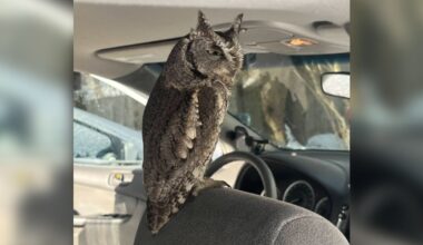Driver Unlocks His Car To Find A Little Owl Already Riding Shotgun