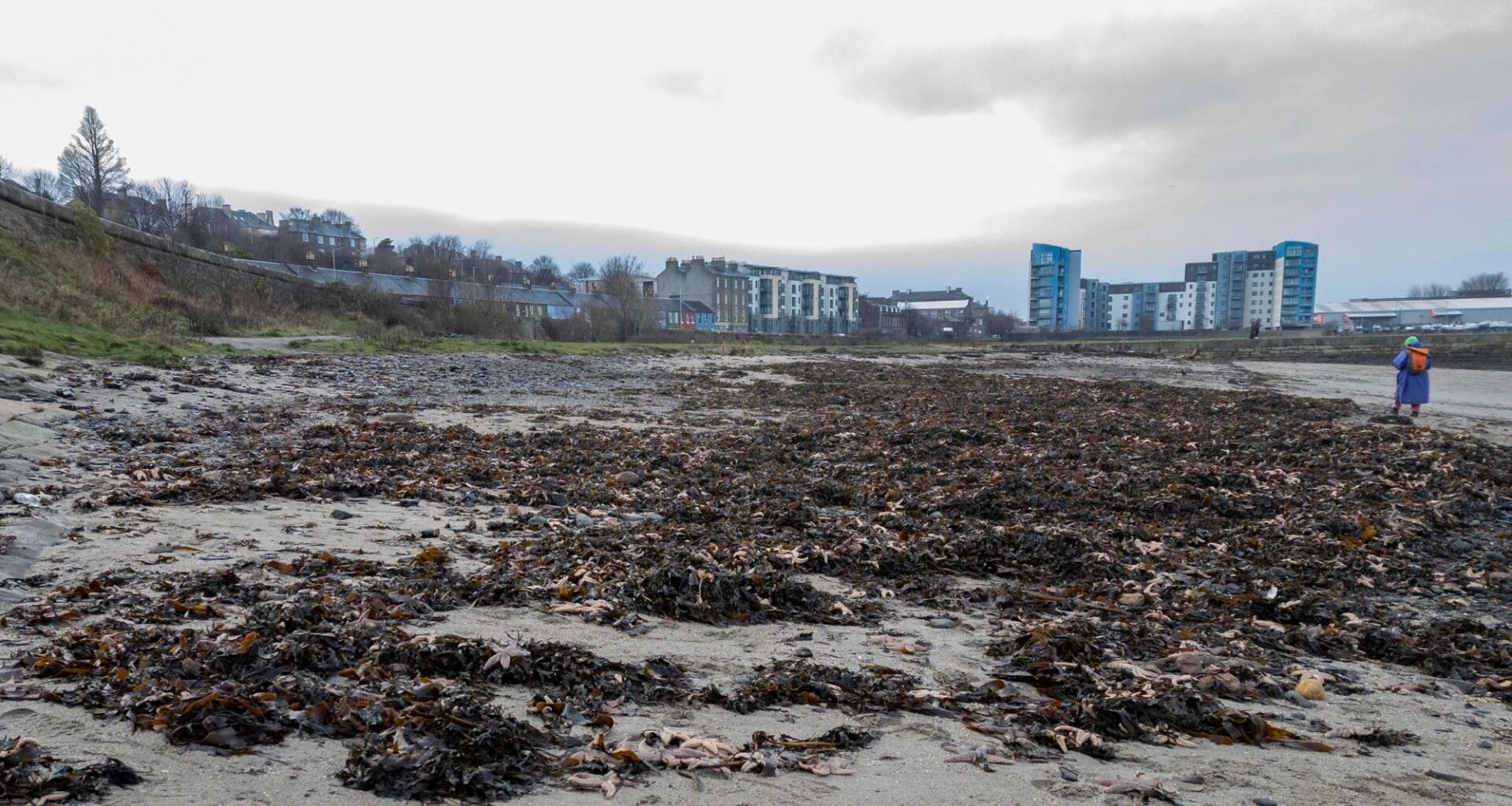Boffins baffled after thousands of sea creatures wash up on Scots beach as investigation launched