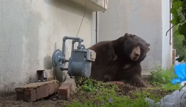 Huge 550lb bear living under man’s house finally leaves after months long ordeal