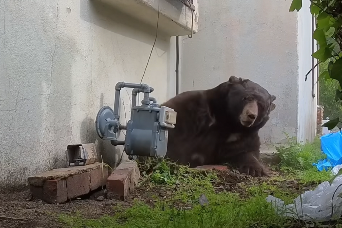 Huge 550lb bear living under man’s house finally leaves after months long ordeal
