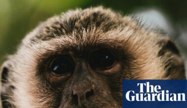St Louis residents report monkeys roaming on city streets | Missouri