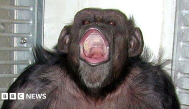Close-up shot of a chimpanzee with its mouth wide open.