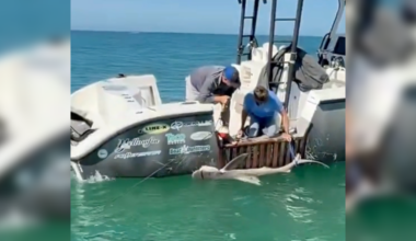Video: Shark rescued after fishing gear entanglement near Manatee Public Beach