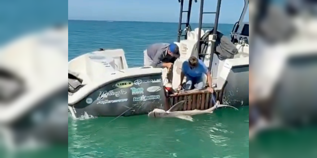 Video: Shark rescued after fishing gear entanglement near Manatee Public Beach