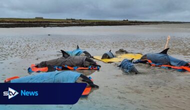 Six dolphins rescued after mass stranding in Orkney on the Island of Westray