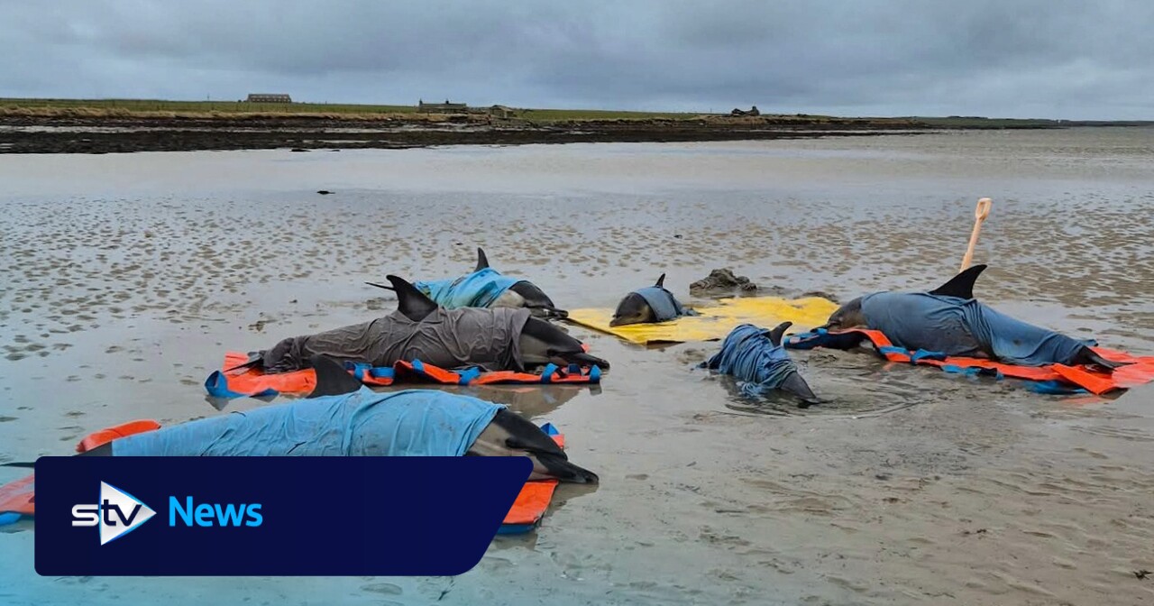 Six dolphins rescued after mass stranding in Orkney on the Island of Westray