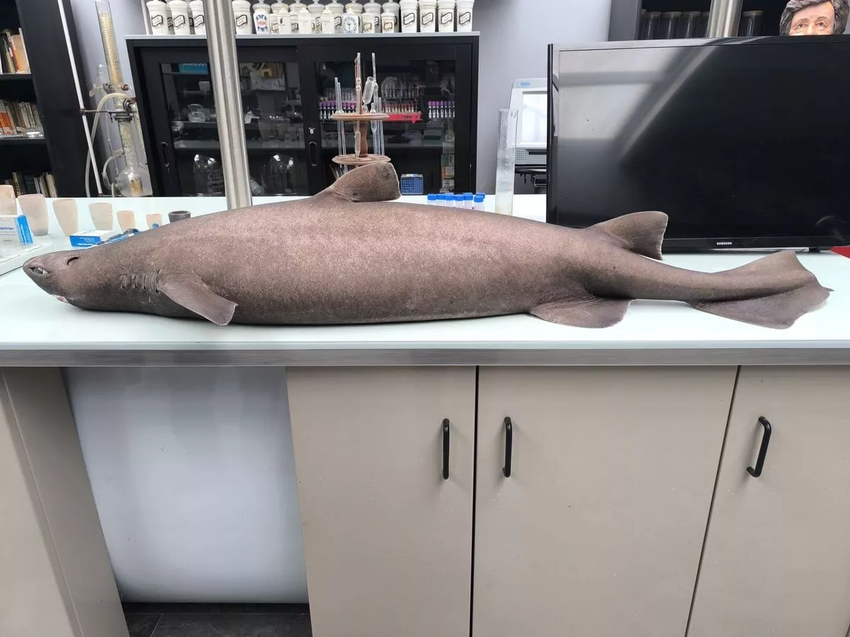 A picture of a Portuguese shark lying on a counter