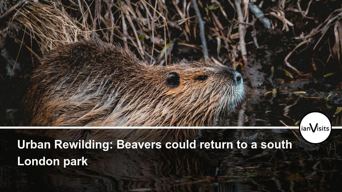 Beavers could return to a south London park
