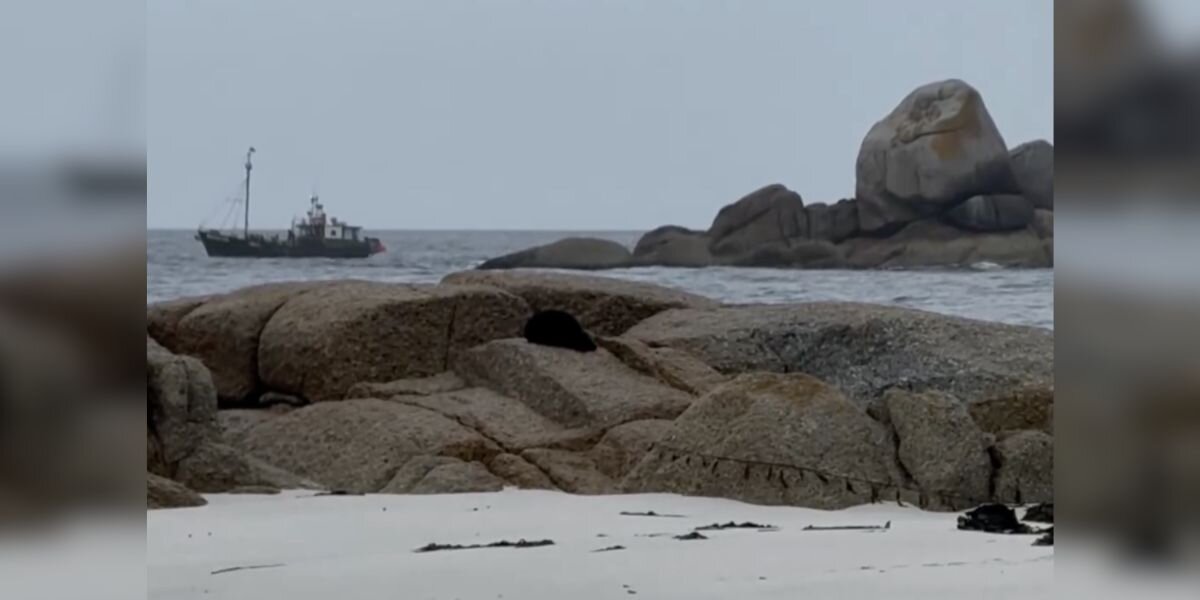 Woman Spots 'Ball Of Kelp' On Rock — Then Realizes It's Breathing