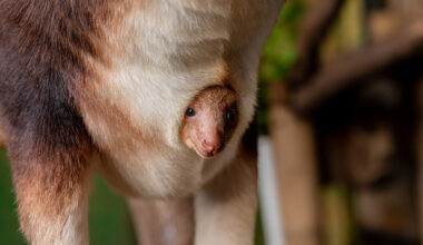 The new joey with his mum, Kitawa. Photo: Chester Zoo