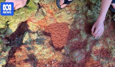 Christmas Island welcomes 'twice-in-a-decade' return of millions of baby red crabs