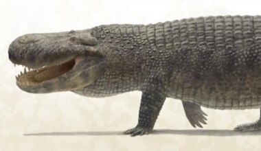 Meet The Animal With The Strongest Bite Ever Measured. Hint: Its Not A Dinosaur